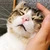 わちゃこ