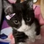 猫です