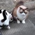 じんこ