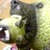 のんぴこ