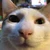 ねこりも