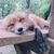 ひこ