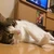 はづきーーーぬ