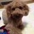 kengo