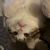 miffy__26