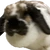 こげまる