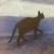 CATSEYE