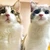 ふぁんとむちゃん