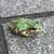 あやの