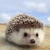 ちーた
