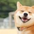 柴田もな造