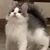 ももゆ