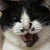 Arankokocat