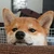 まこ