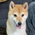 えだまめ