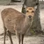 りん