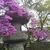 ひめの