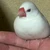 レバ刺し