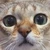 Filou
