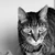 Cat_nene