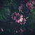 菖