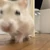 師走ねずみ