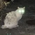 びりり