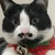 ねこのえさ