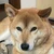 tamu.co.jp