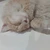 あや