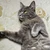 映画を見る猫
