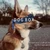 corgibox