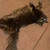 otter