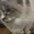 みぃ
