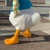 ホシ