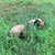 chinbow