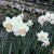 frower