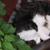 LazyPopcorn