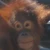 HitonobuSato