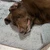 Balu