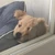 すし