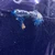 クラゲ