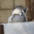 リョウタ