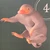 報われないゴリラ