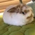 ケンゴ