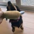 犬