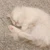べべ