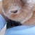 てちこ