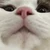 ねぎ