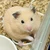 ぽんこ
